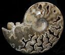 Polished Ammonite With Crystal Chambers - Morocco #35286-3
